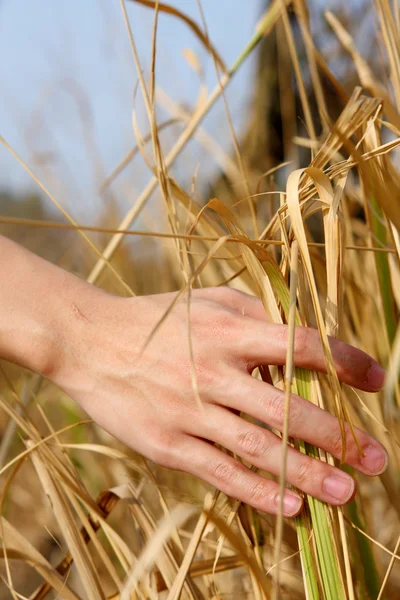 Nahaufnahme der Hand eines Mannes, der das Gras berührt und die Natur spürt — Stockfoto