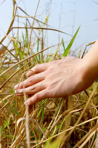 Gros plan de la main d'un homme touchant l'herbe, 'ressentir la nature — Photo