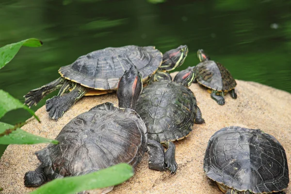 stock image Tortoise sitting on stone