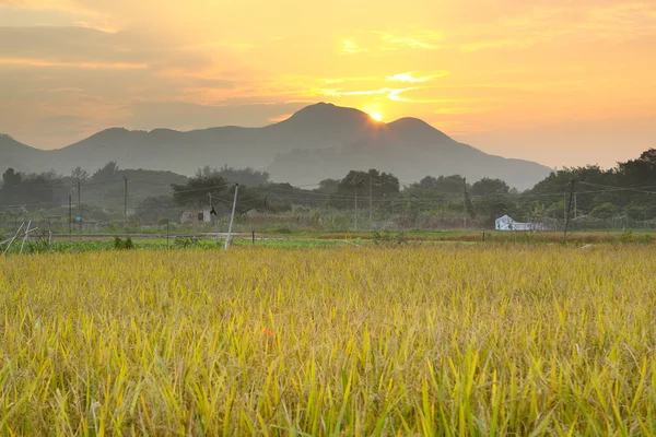 Golden sunset over farm field — Stock Photo, Image