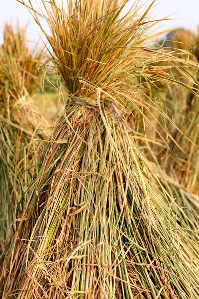 稲を刈る — ストック写真