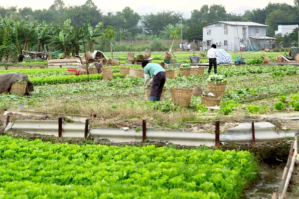 Exploitant agricole travaillant dans des terres cultivées — Photo