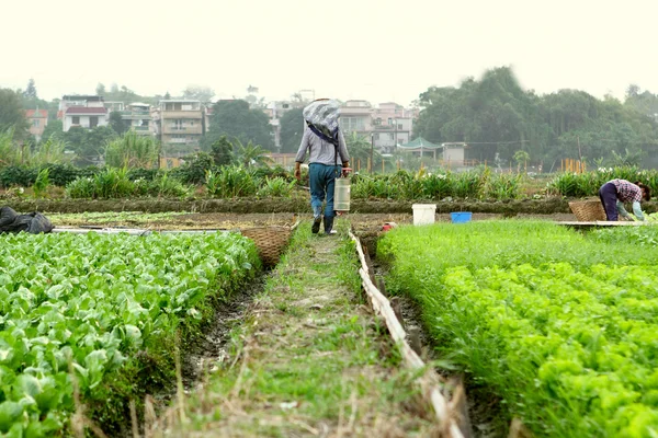Exploitant agricole travaillant dans des terres cultivées — Photo