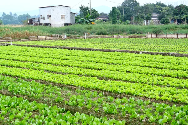 Fileiras de plantas em um campo de agricultores cultivados — Fotografia de Stock