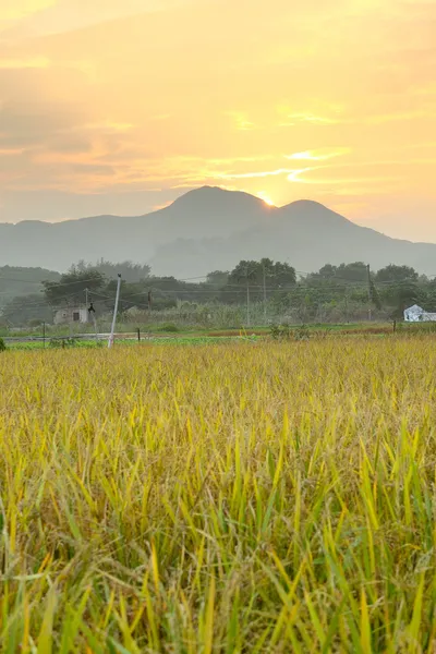 Gouden zonsondergang over boerderij veld — Stockfoto