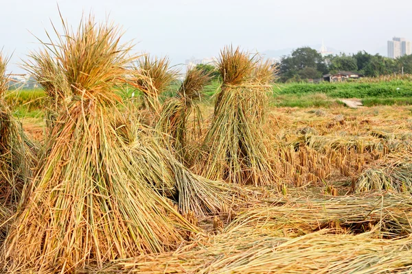 稲を刈る — ストック写真