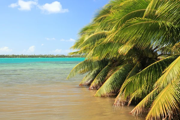 Palmbomen in lagune — Stockfoto