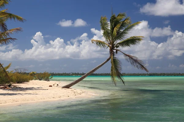孤独的椰子树在天堂 — 图库照片
