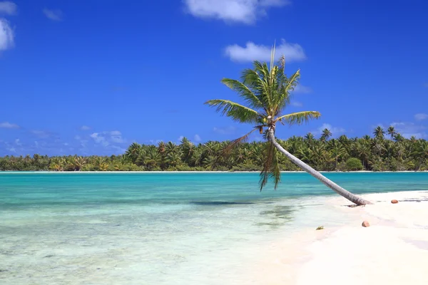 Osamělý kokosová palma v ráji — Stock fotografie
