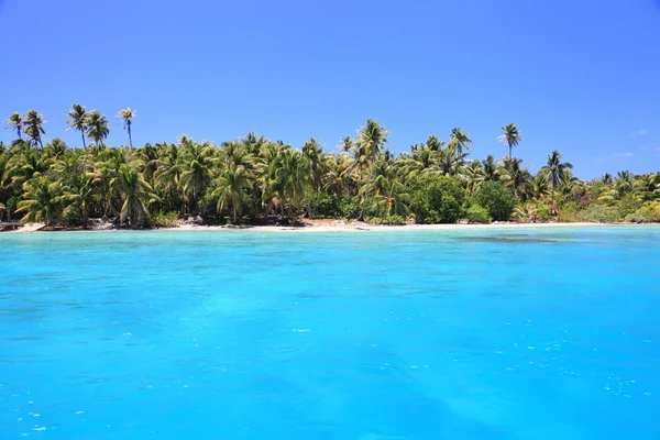 Пляж и кокосовые деревья — стоковое фото