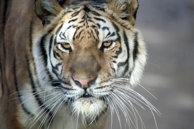 Close up of a Siberian Tiger clipart