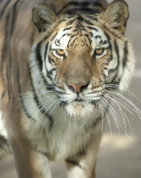 Κοντινό πλάνο μιας τίγρης της Σιβηρίας — Φωτογραφία Αρχείου