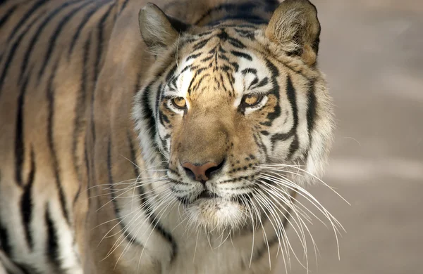 一只西伯利亚虎的特写镜头 — 图库照片