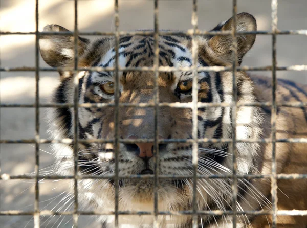 Zblízka sibiřského tygra — Stock fotografie