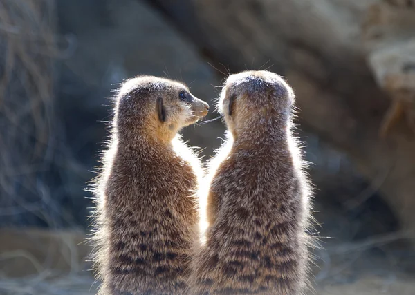 Two Meerkat on guard duty — Stock Photo, Image