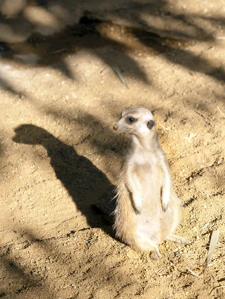 Meerkat na wartę — Zdjęcie stockowe