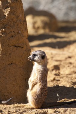 meerkat nöbet üzerinde