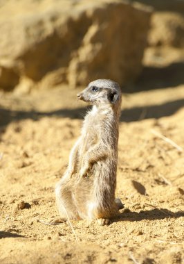 meerkat nöbet üzerinde