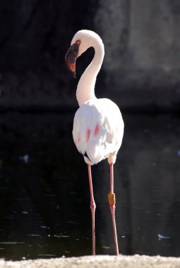 Lesser Flamingo clipart