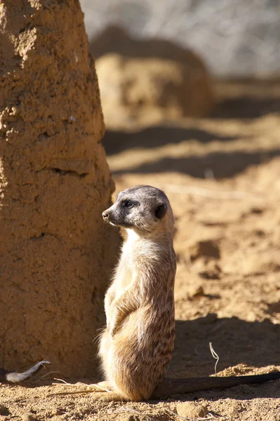 Meerkat de guardia —  Fotos de Stock