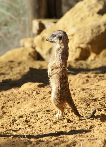 Meerkat on guard duty — Stock Photo, Image