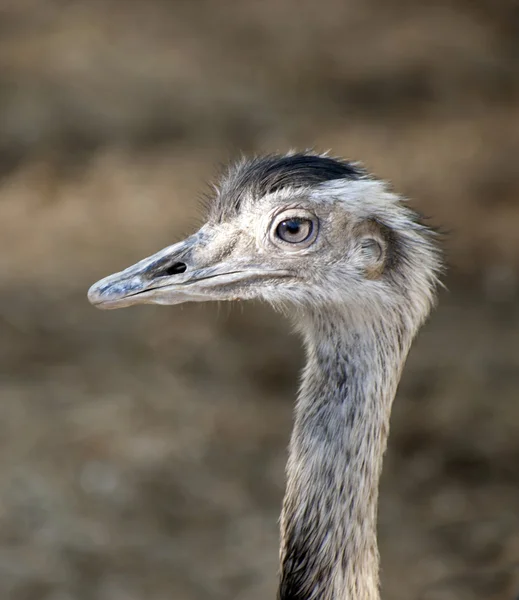 Perto de uma avestruz — Fotografia de Stock