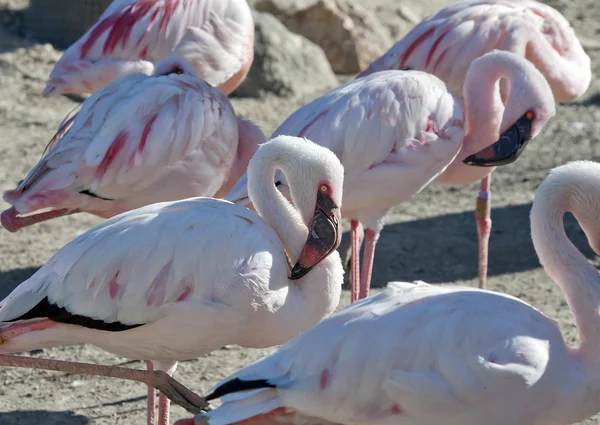Lesser Flamingos — Stock Photo, Image