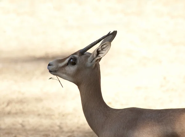 Gazelle dorcas — Photo