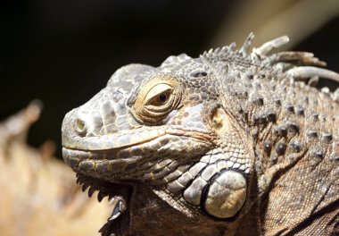 Yeşil iguana