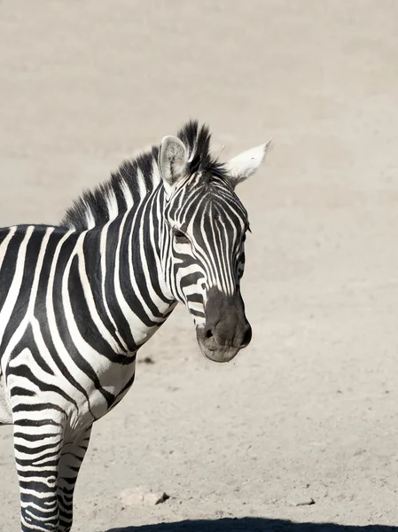 Närbild av en zebra — Stockfoto