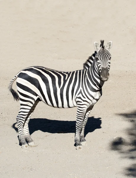 Närbild av en zebra — Stockfoto