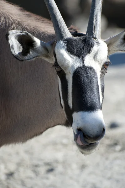 Närbild av en scimitar behornade oryx — Stockfoto