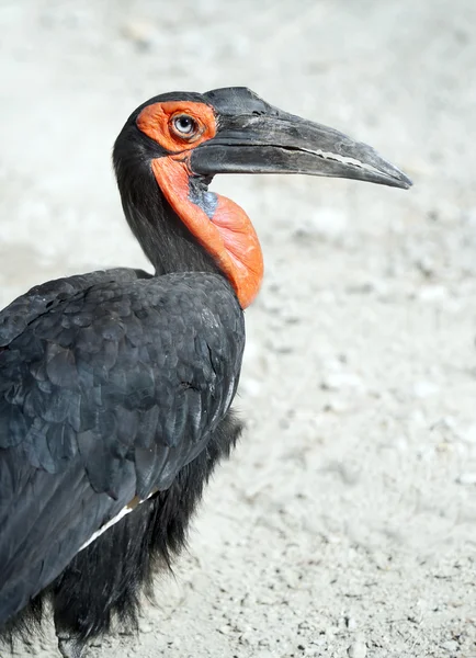 Southern Ground Hornbill — Stock Photo, Image
