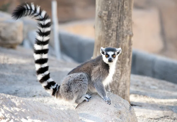 Ring Tailed Lemur — Stock Photo, Image