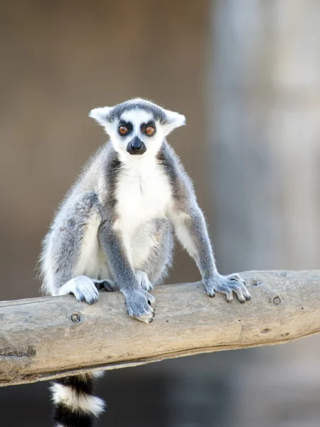 Lemur de cola de anillo — Foto de Stock