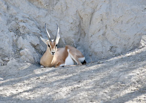 Gazelle dorcas — Photo