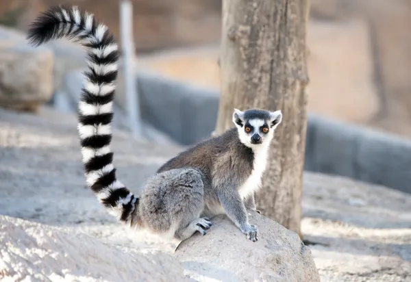 Anel cauda Lemur Fotos De Bancos De Imagens