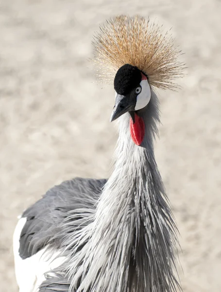 Afrikanska crested stork — Stockfoto