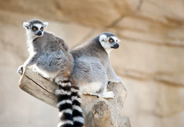 Iki halka kuyruklu Lemurlar — Stok fotoğraf