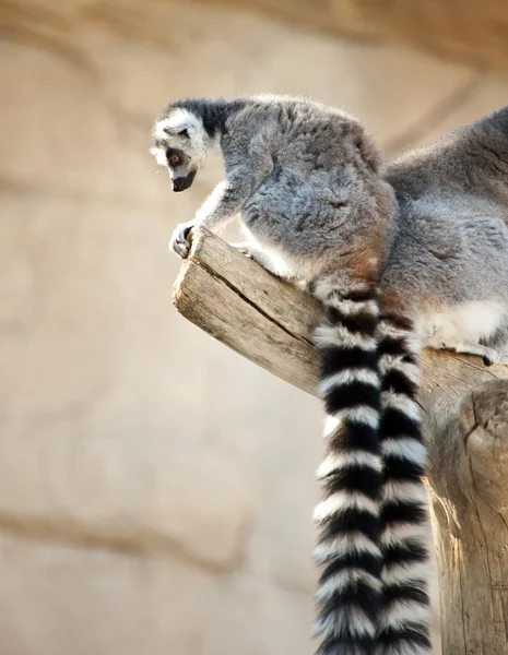 Ring tailed lemurer — Stock fotografie