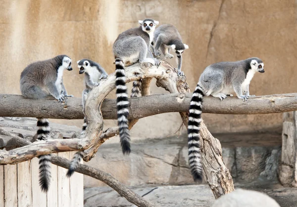 Skupina kroužek sledoval lemurů — Stock fotografie
