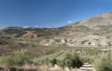 zeytin ağaçları jaen Eyaleti