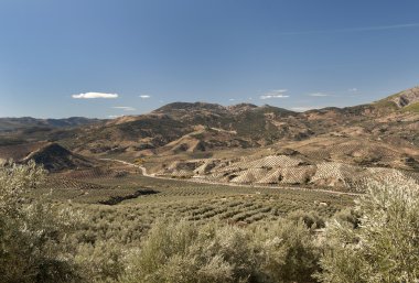 zeytin ağaçları jaen Eyaleti