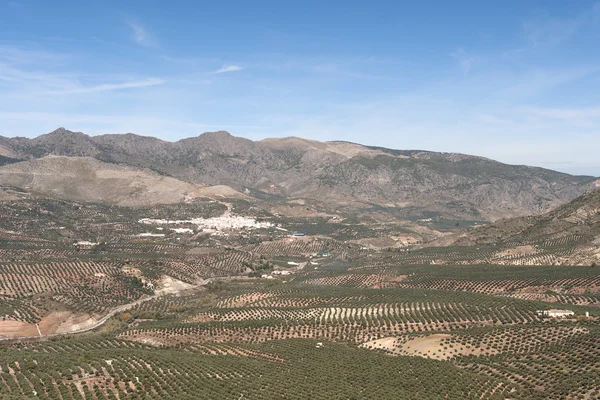 Olivos Provincia de Jaén — Foto de Stock