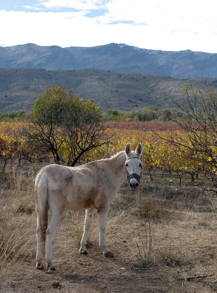 Esel an den Hängen der Sierra Nevada — Stockfoto