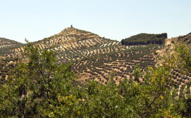 Olive Trees near Cazorla