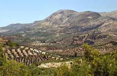 Olive Trees near Cazorla clipart