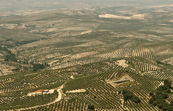 Olive Trees near Cazorla — Stock Photo, Image