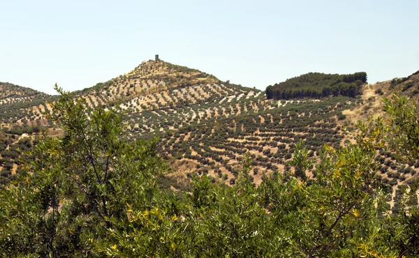Drzew oliwnych w pobliżu cazorla — Zdjęcie stockowe