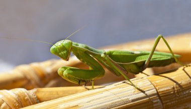 Praying Mantis clipart